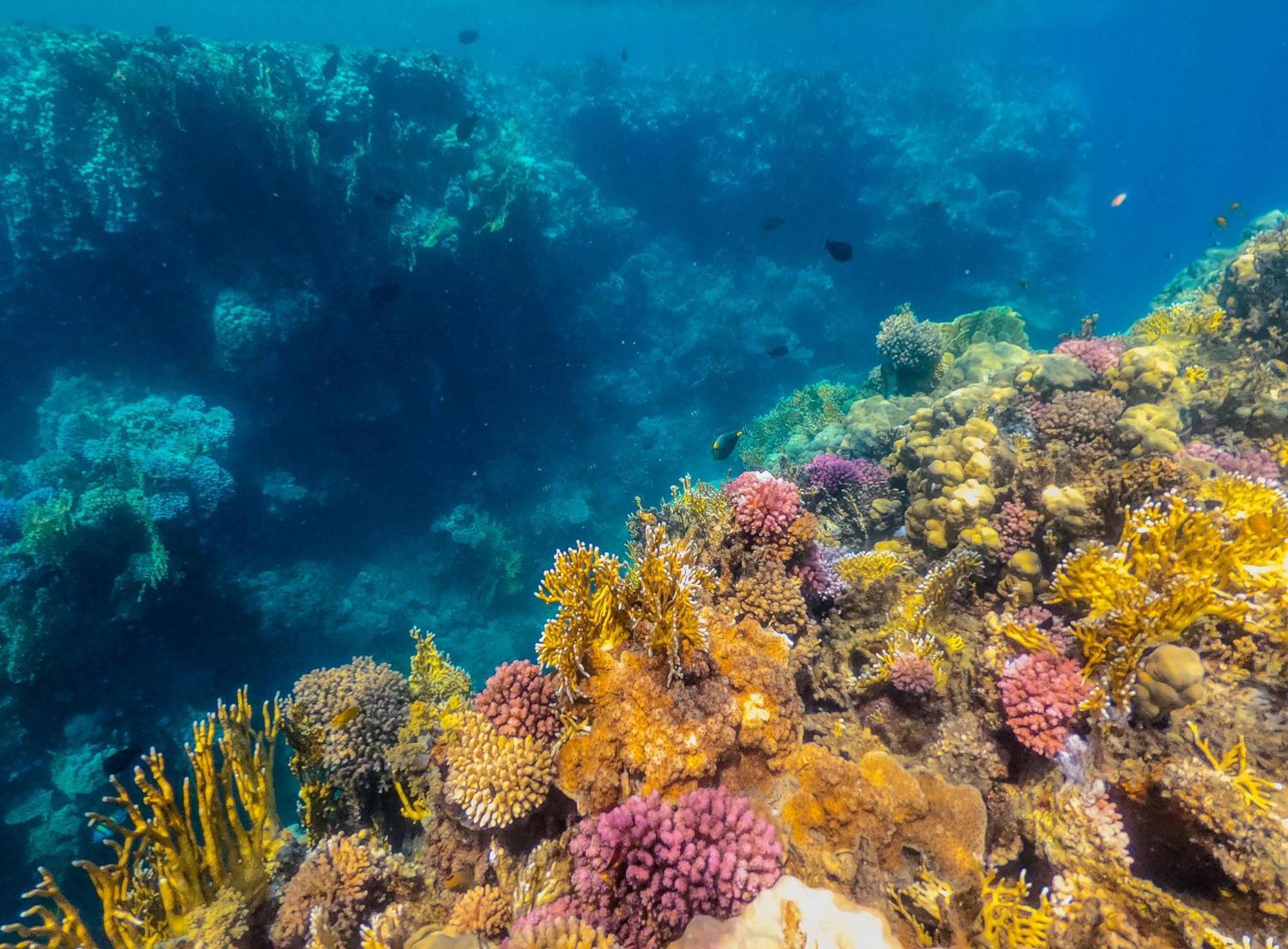 Sataya Resort Marsa Alam Exterior foto Coral reef in the Mediterranean Sea